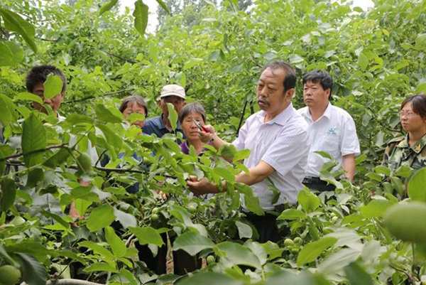 图为李保国在田间为田舍解说核桃栽培实用技术。